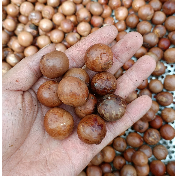 Hạt giống cây mắc ca - túi 5 hạt