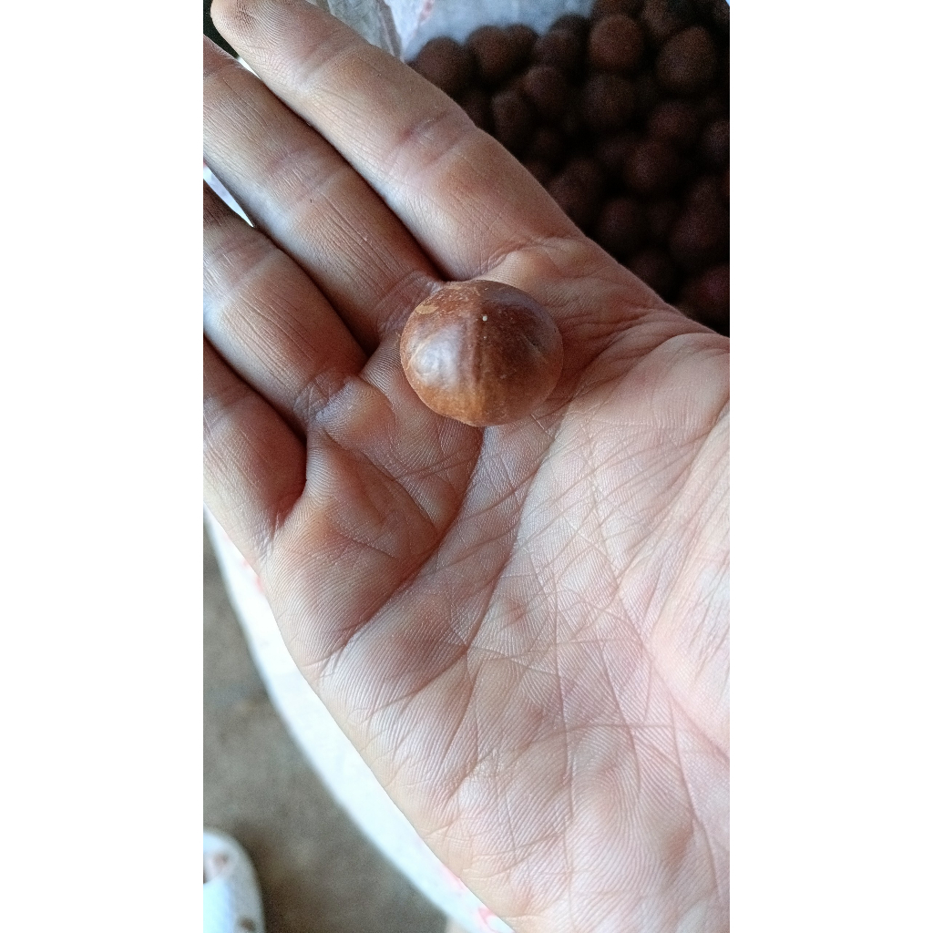 Hạt mắc ca túi 1 hạt