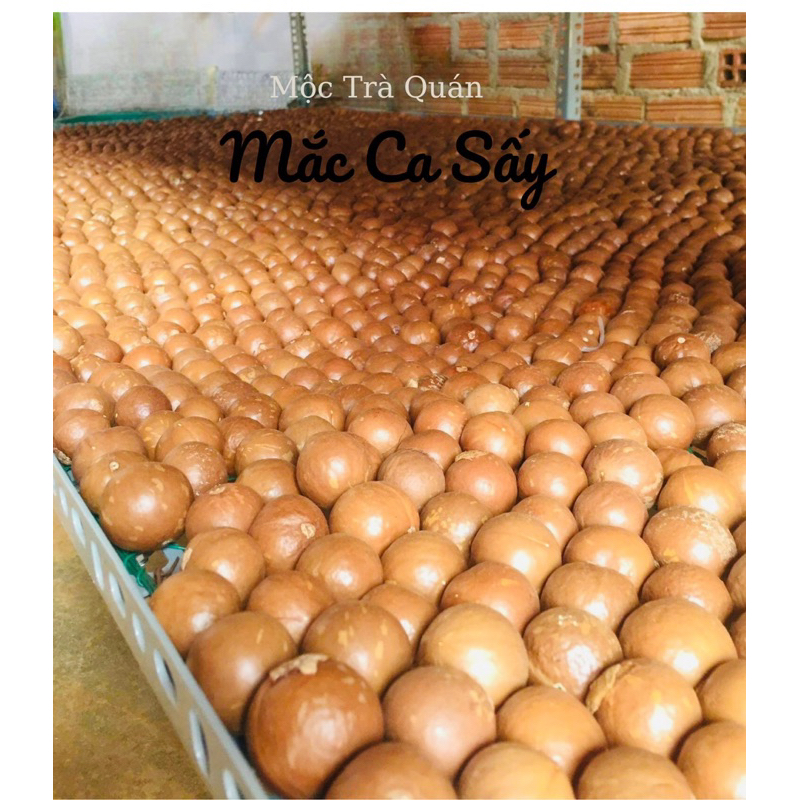 Hạt Mắc ca