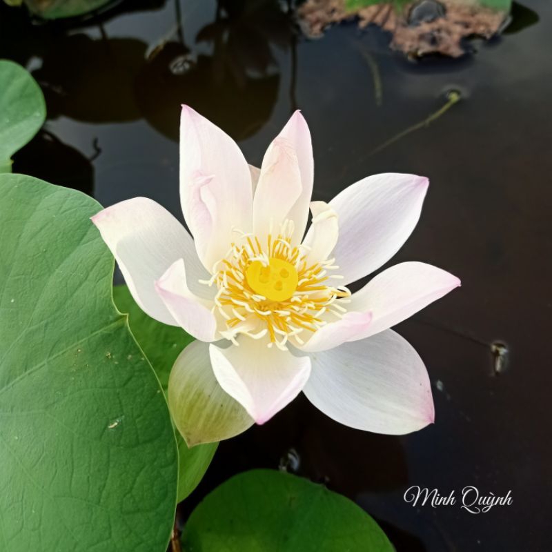 Củ sen mini Keelin