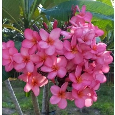 Sứ Đại nhập thái màu Hồng