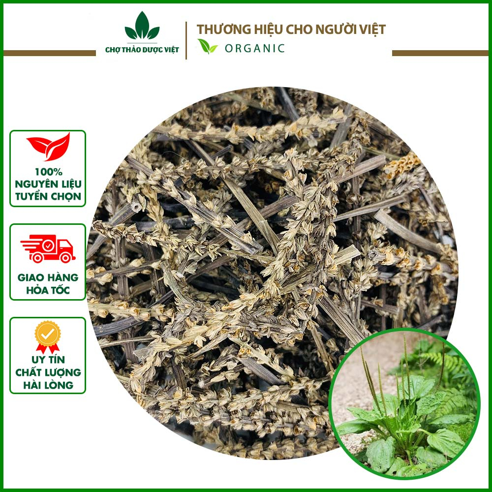 Bông mã đề 100g, cây mã đề lợi tiểu hỗ trợ tán sỏi thận, bí tiểu, giảm ho tiêu đờm, ổn định huyết áp