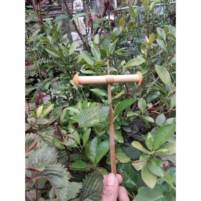 sáo diều D10