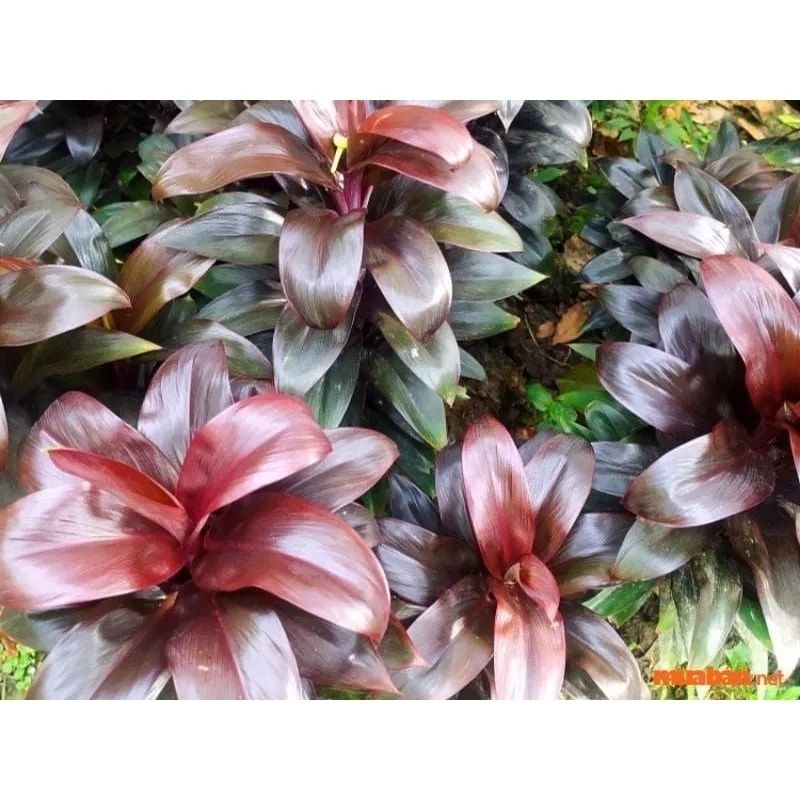 Phát tài lá đỏ ( phát tài Hồng Kông) nhánh cắt 25cm
