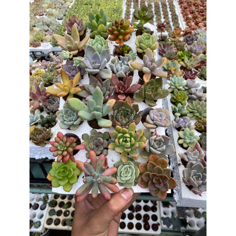 combo 28 cây sen đá size vỉ( 28 loại )