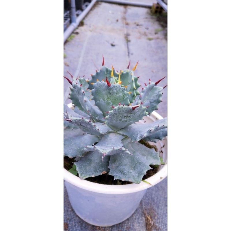 cây agave potatorum mini (gửi cây rễ trần ảnh 2)