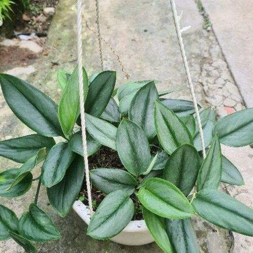 Trầu bà Ngọc Trai