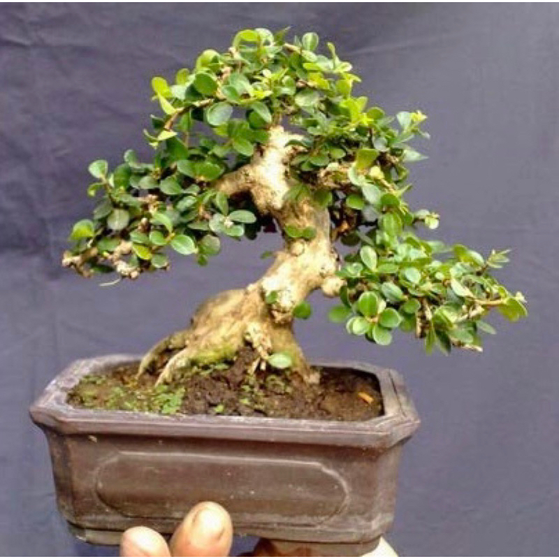 Sam núi trái bonsai mini