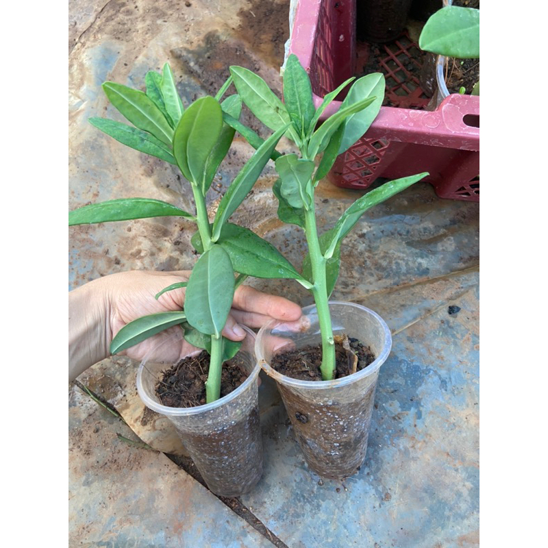 Combo 2 Cây thạch anh (cây công đức)