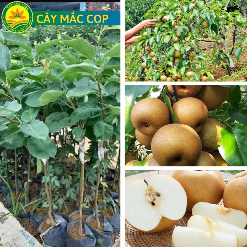 Cây Lê Nâu (Mắc Cọp)