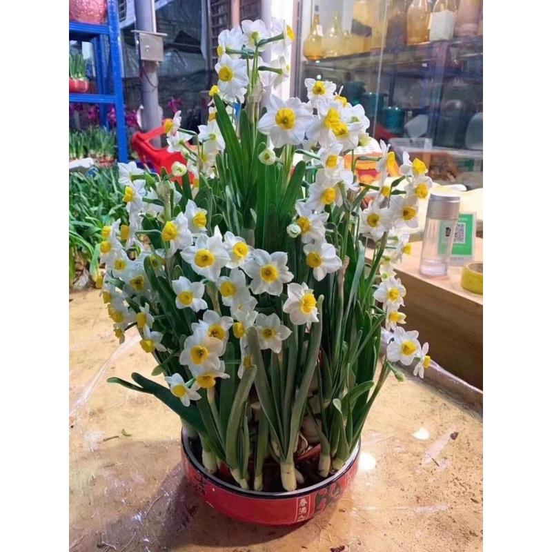 Củ thủy tiên nước(củ mẹ già sezi đại)