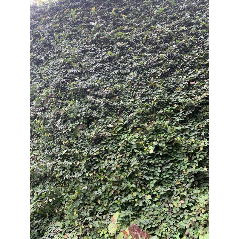 Chậu cây thằn lằn vảy ốc