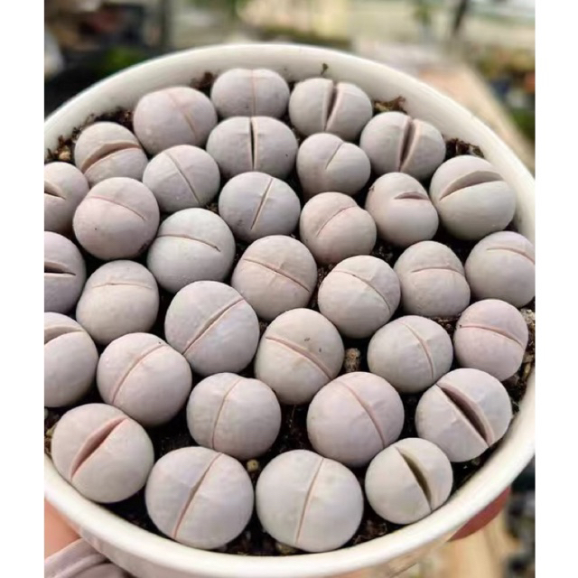 Mông Golf size 1cm Lithops Golf cono mông thạch lan mọng nước