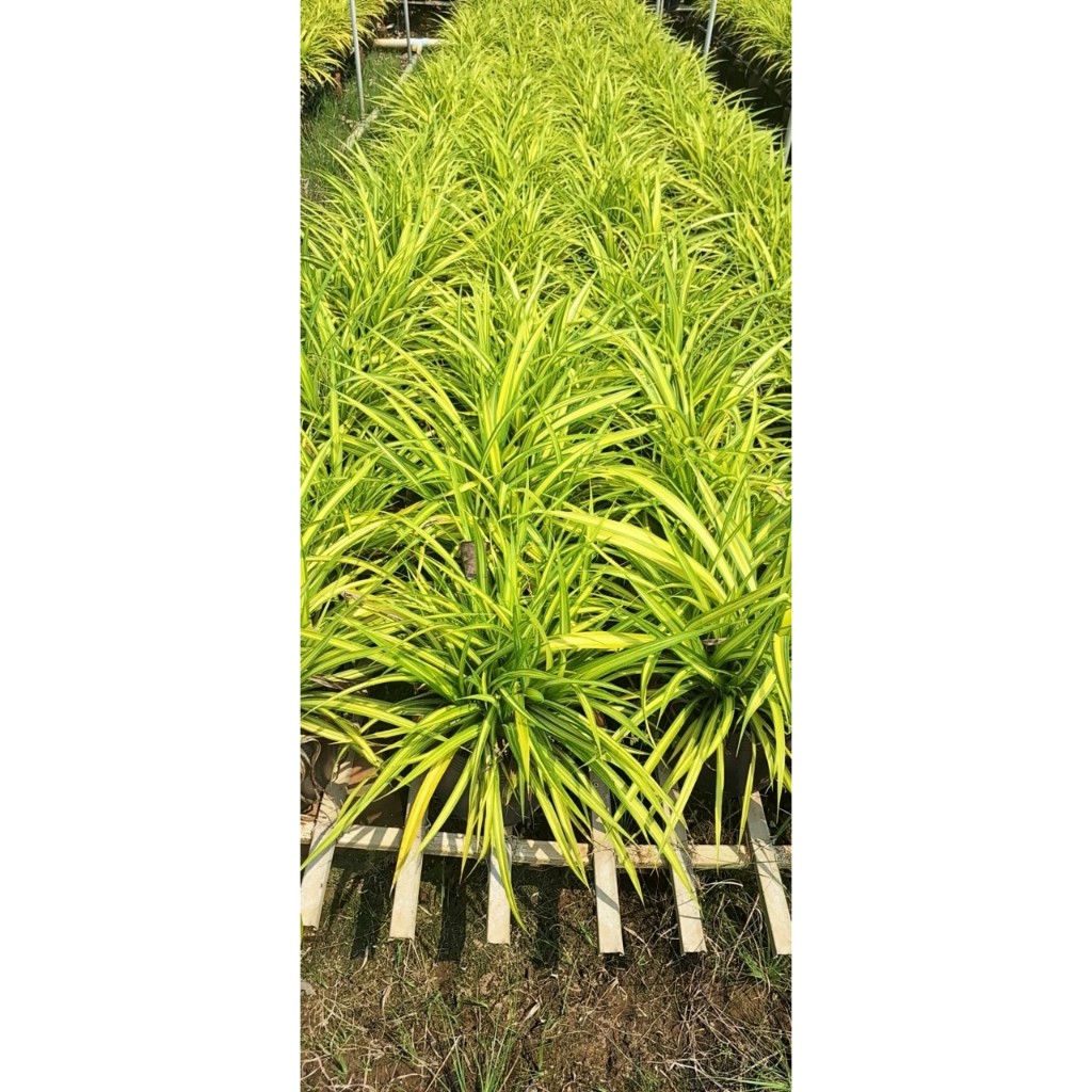 CHẬU CÂY DỨA VẠN PHÁT