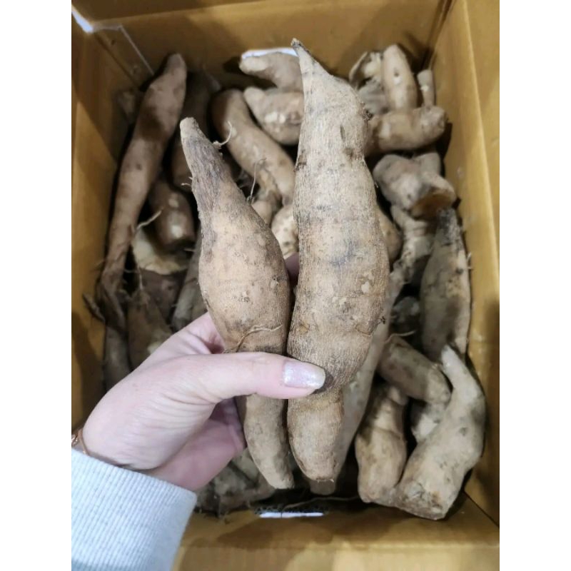 Hạt giống khoai sâm đất