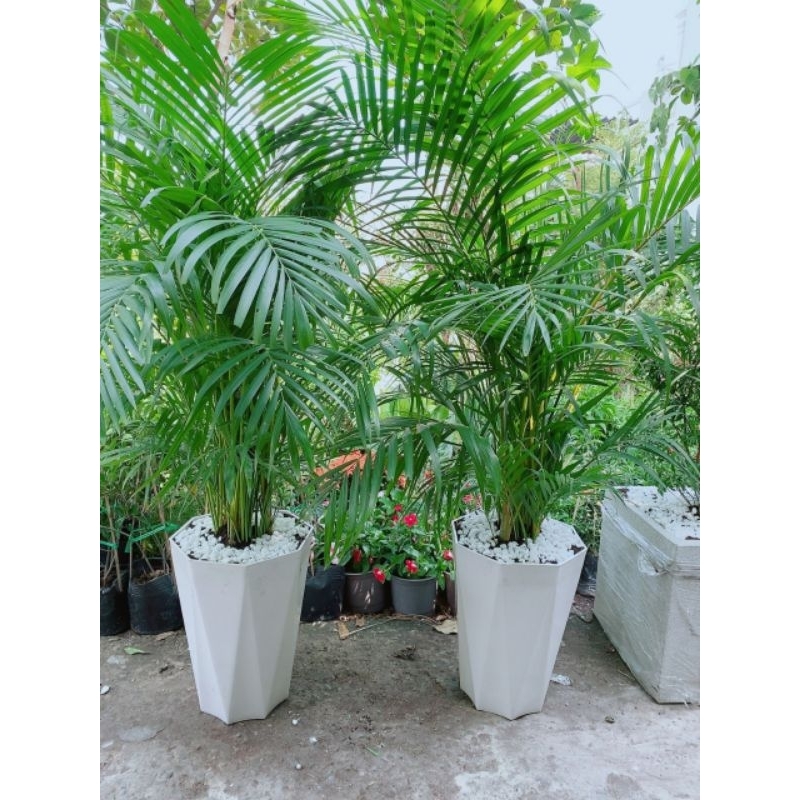 Chậu Cây Cau Kiểng(1 chậu)