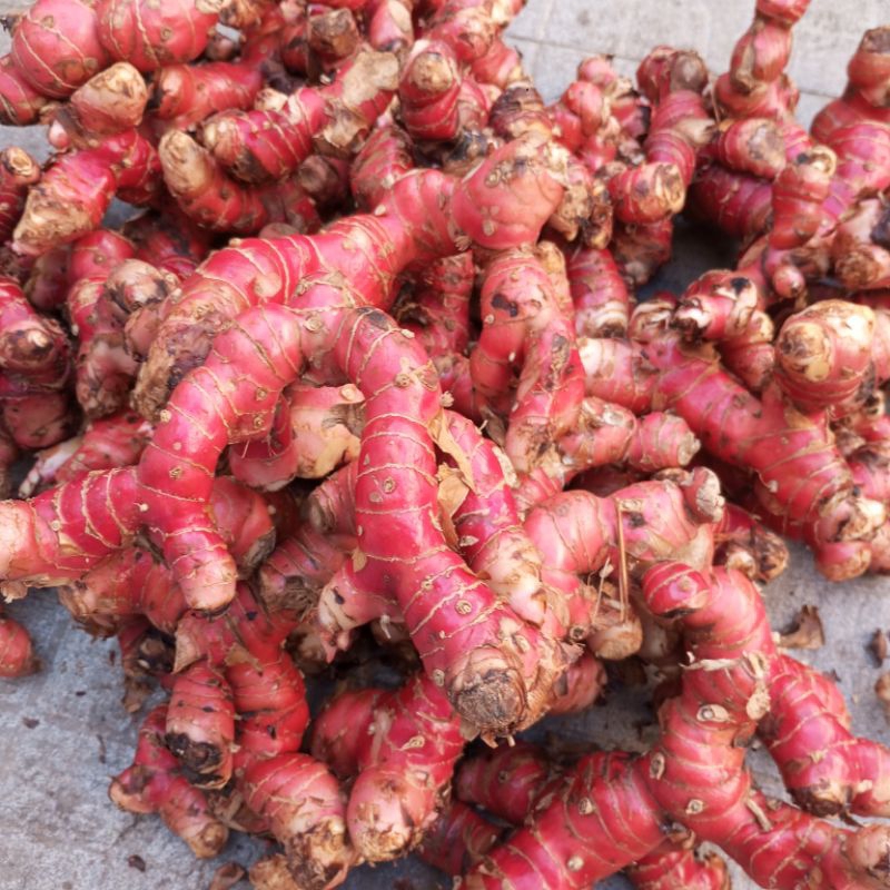 củ giềng đỏ tươi 1kg
