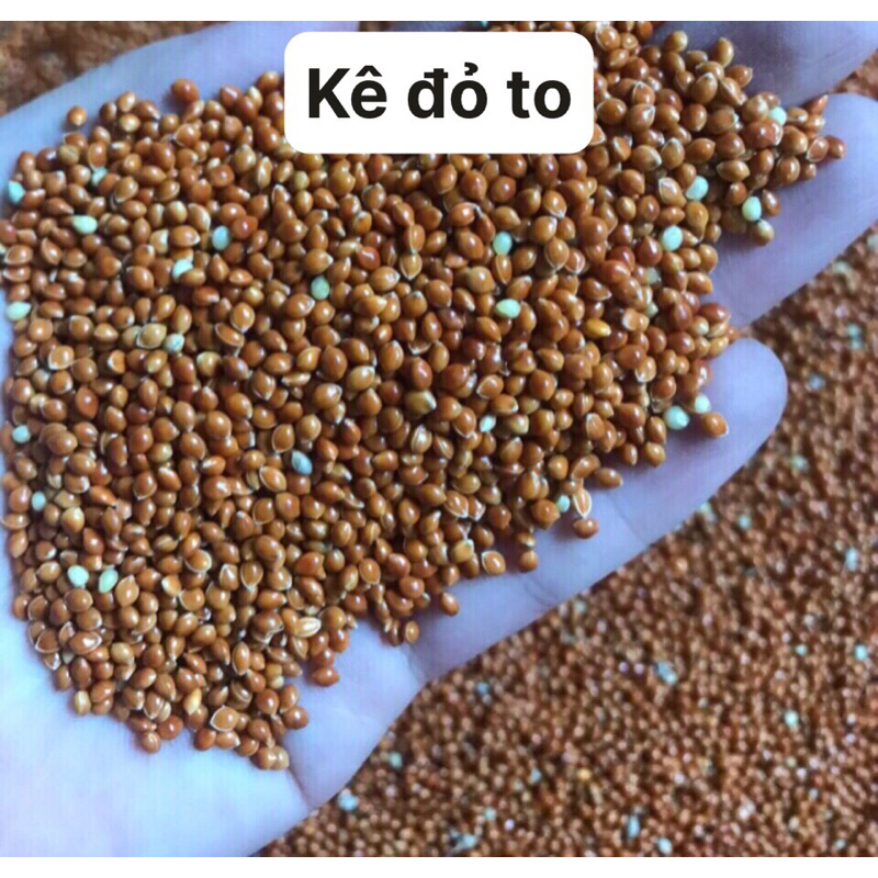 1Kg Hạt Kê Đỏ To