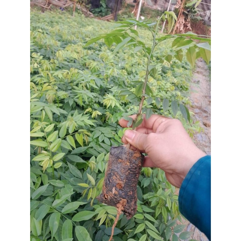 Combo 20 cây sưa đỏ ( chuẩn giống 100%)