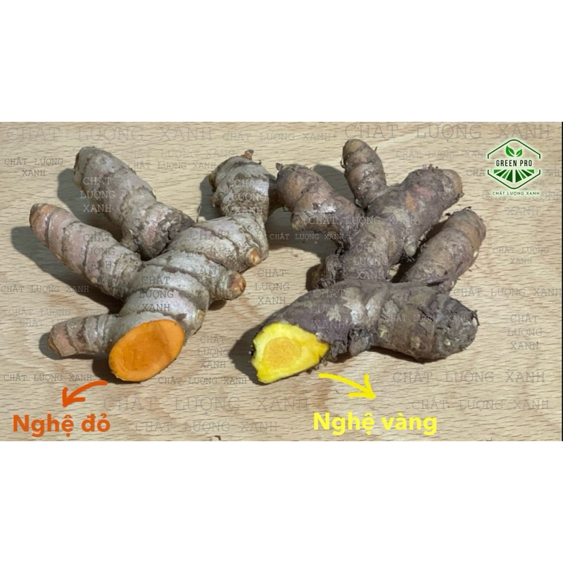 NGHỆ ĐỎ TƯƠI