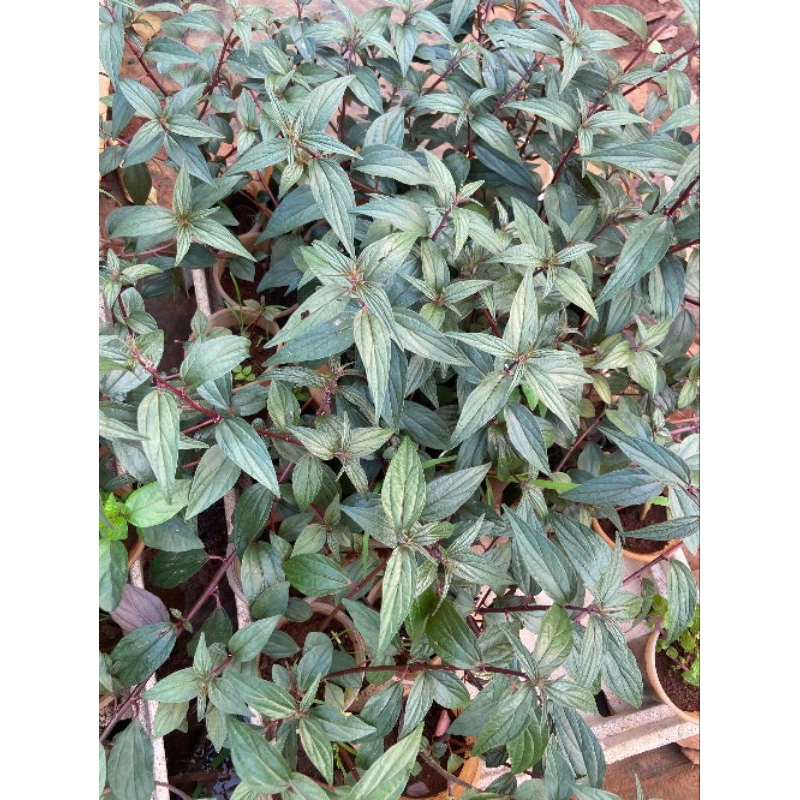 Hạt Giống Cây Thuốc Dòi Tím ( Cây Bọ Mắm )