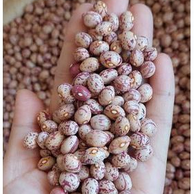 500gr ĐẬU CÚC ĐÀ LẠT