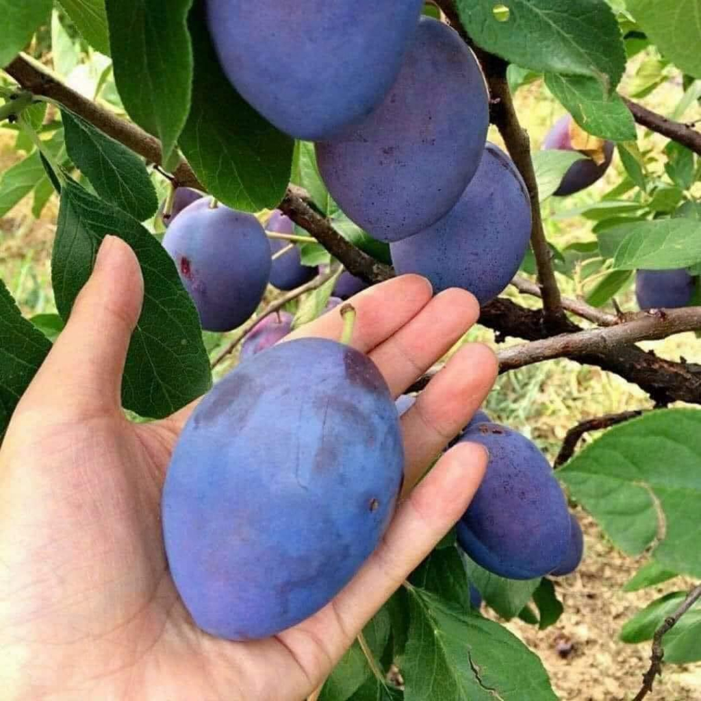 cây mận tím Bắc Hà