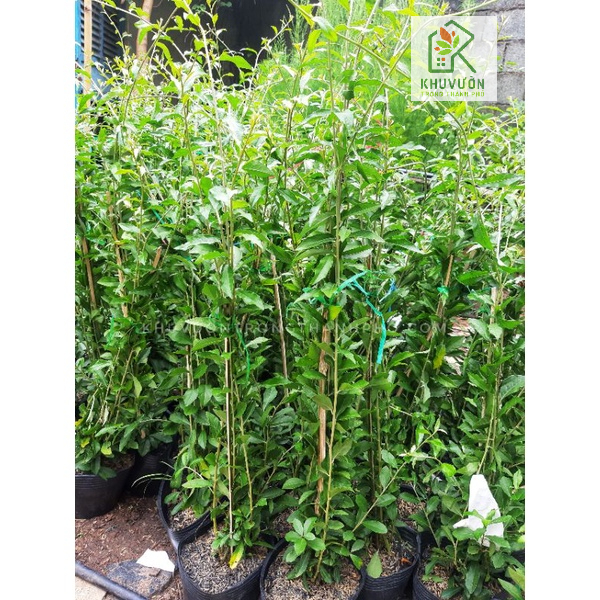 [Combo giá rẻ ] 5 Chậu cúc tần ấn độ