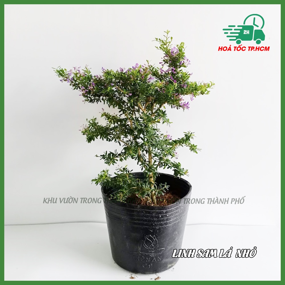 Cây Linh Sam (dùng làm bonsai, tiểu cảnh)