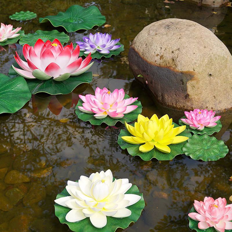 Hoa sen thả bể nước