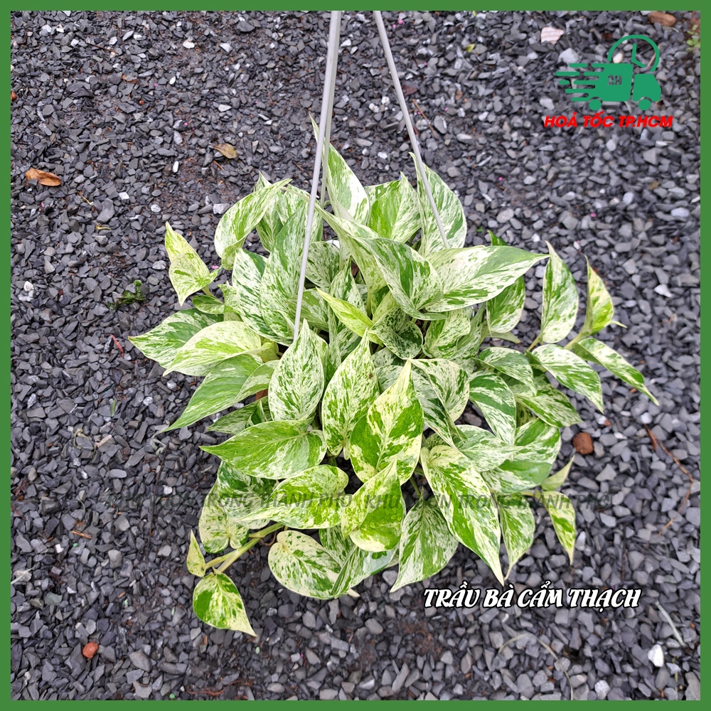 Cây Trầu Bà Cẩm Thạch (Chậu Treo)