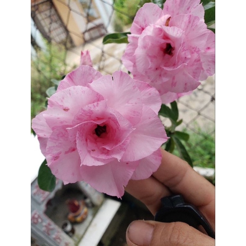 Sứ Kỳ Duyên & sứ ánh dương (cây nguyên bản .chiết cành)tặng kèm phân bón