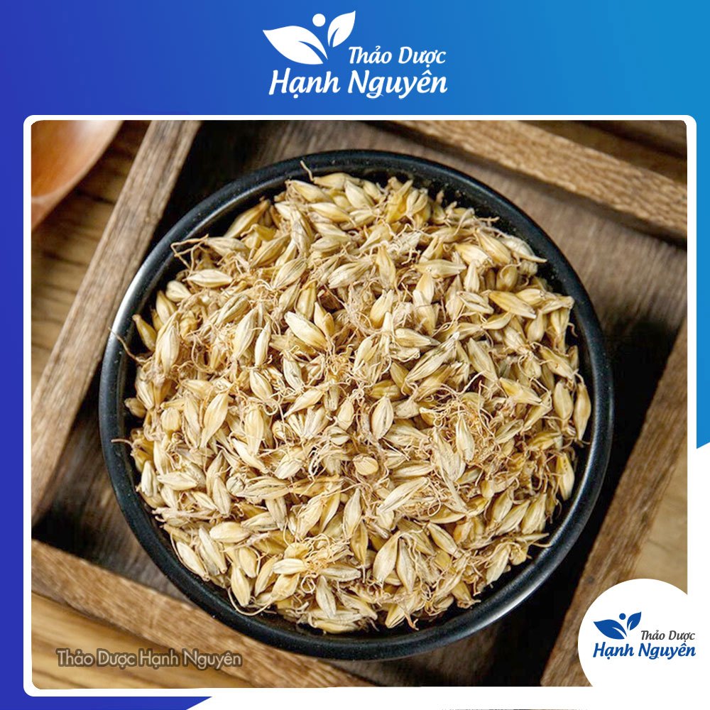 Mạch nha 100g, hạt lúa mạch, khô, thơm, sạch, không lẫn tạp chất - Thảo Dược Hạnh Nguyên