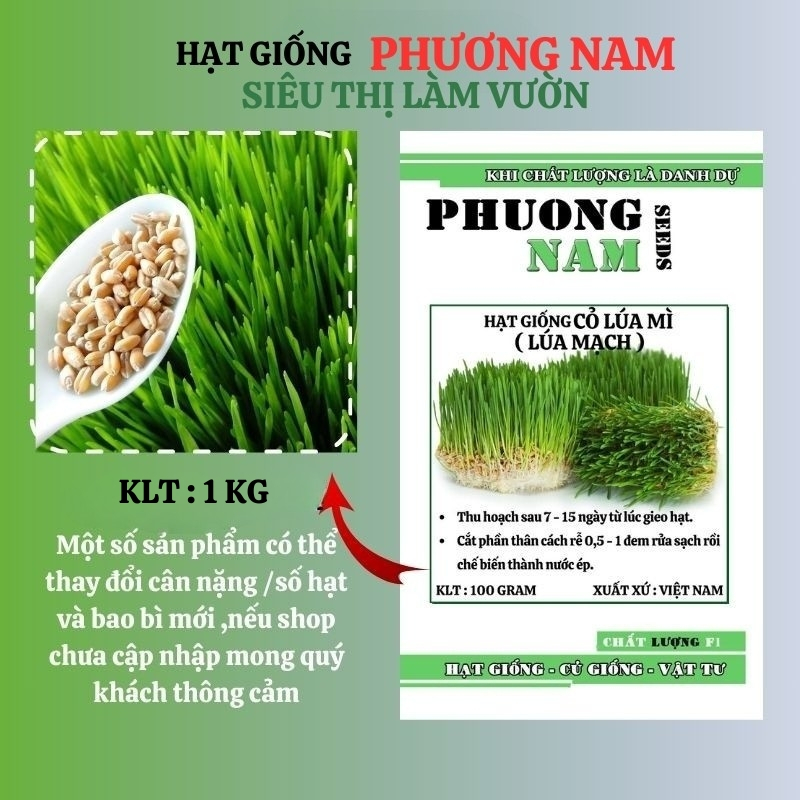 1 Kg - Hạt Giống Lúa Mạch (Lúa Mì / Cỏ Mèo) Phương Nam