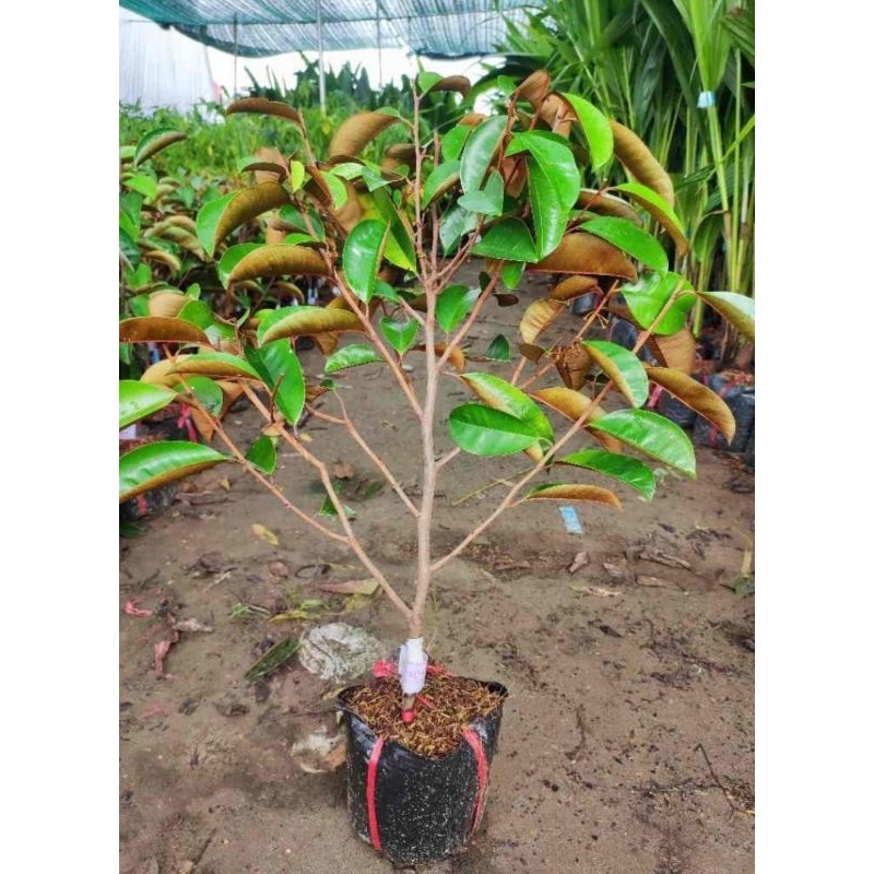 Chậu cây vú sữa tím mica ( cao 40 - 60cm)