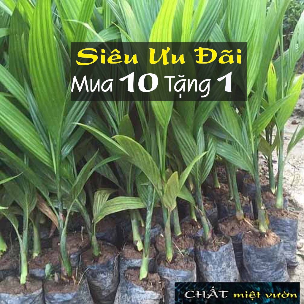 Cây cau ta ăn trầu siêu quả giống - Cây cau ta trái quanh năm