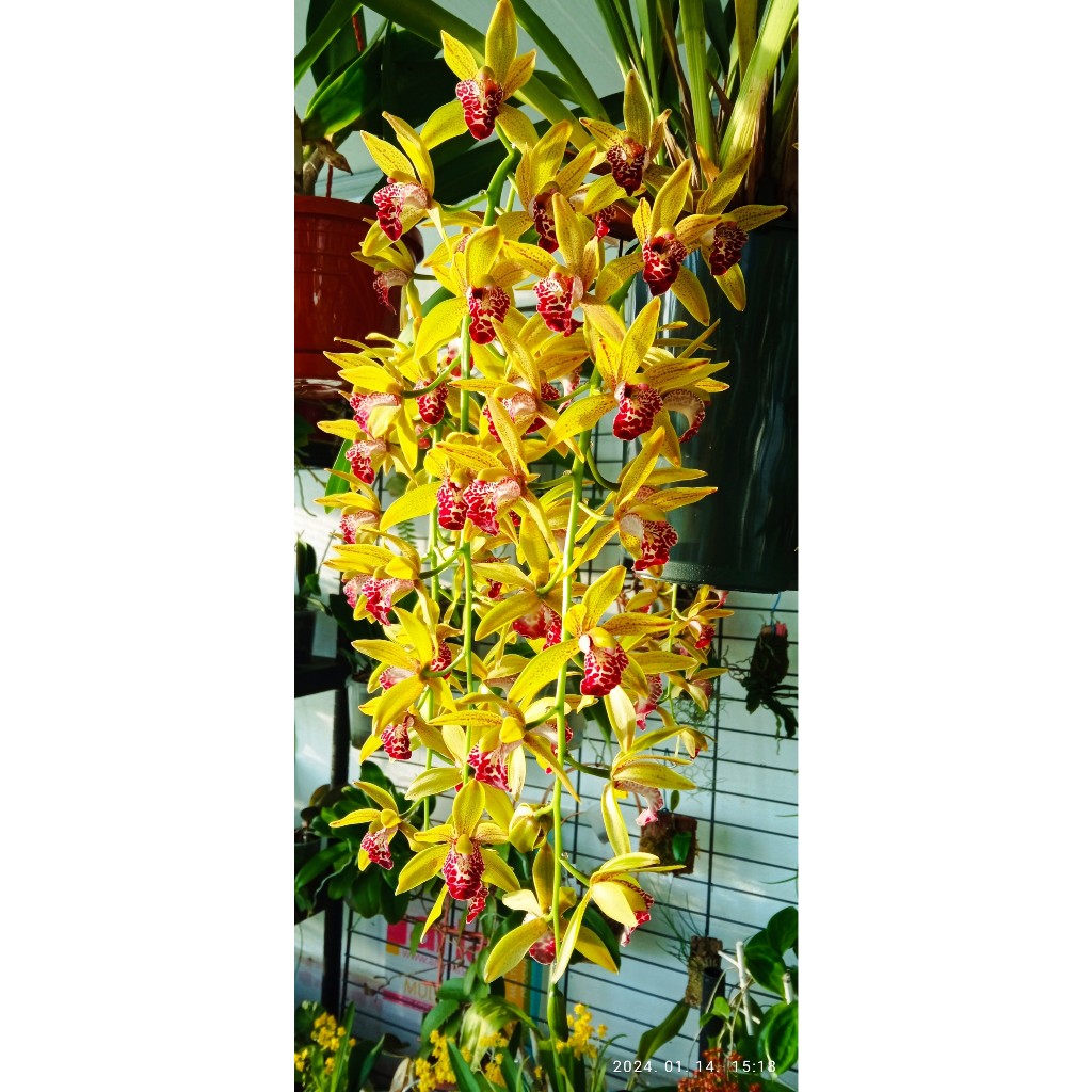 Kiếm VÀNG LƯỠI ĐỎ  ÚC