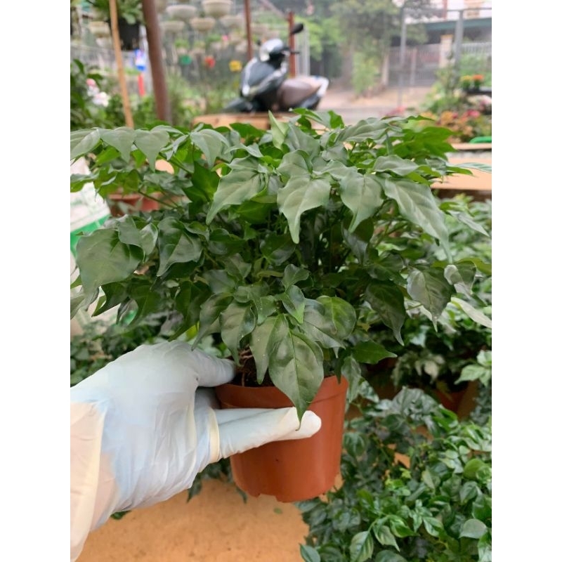 cây hạnh phúc  (100% ảnh thật)