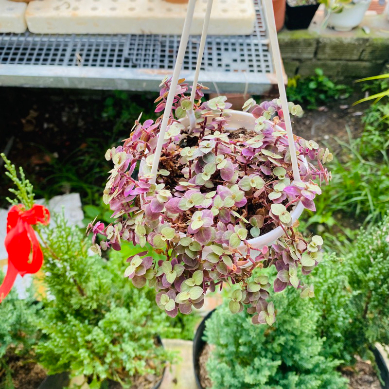 Sedum Pink lady chậu treo 🌸