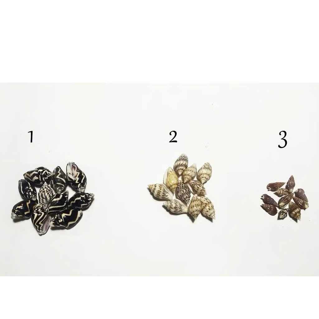 Vỏ ốc (bịch 10 con), stellariva