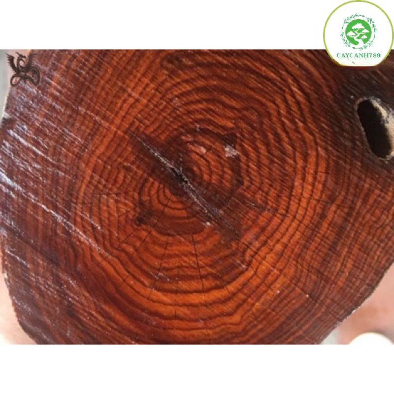 Cây giống sưa đỏ