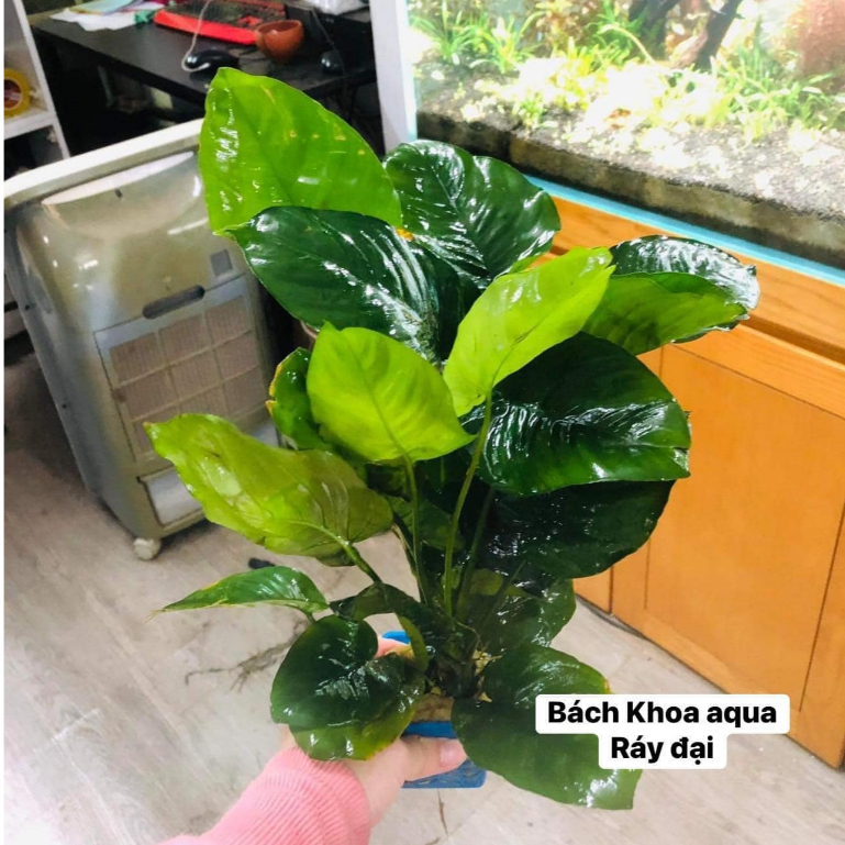 Cây ráy to đại – Cây thủy sinh lá lớn, dễ trồng, bám đá lũa, phù hợp bể cá cảnh, hồ thủy sinh