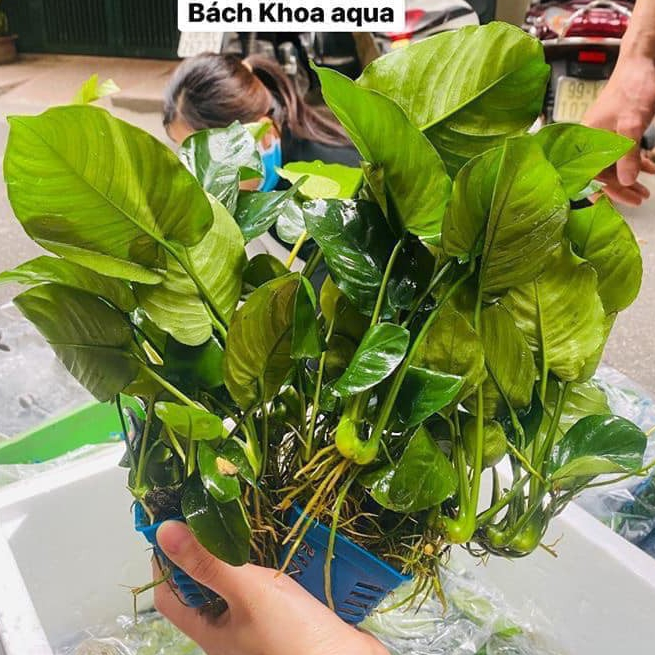 Cây Ráy Trung – cây thủy sinh lá dày đẹp, sinh trưởng chậm, dễ chăm sóc, trang trí bể thủy sinh đẹp