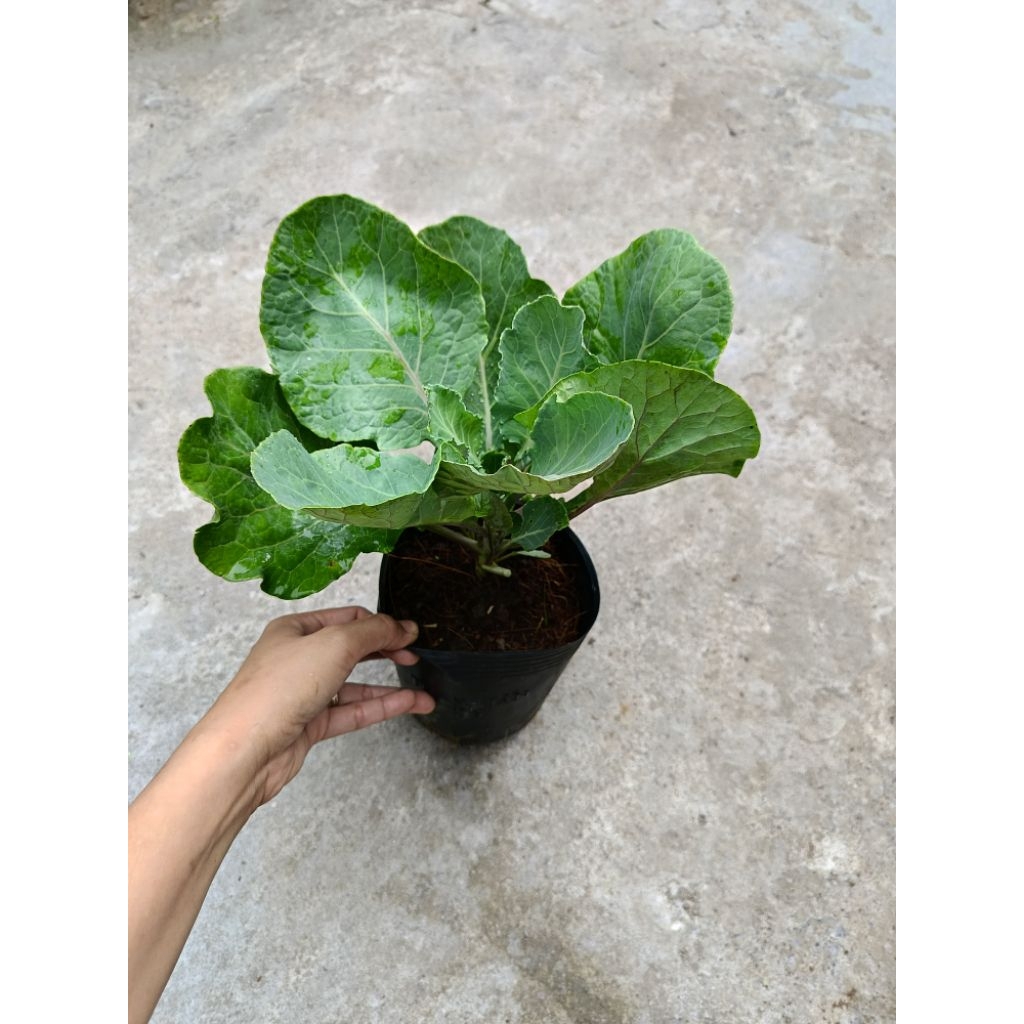 1 chậu Cải Rổ xanh tốt như hình