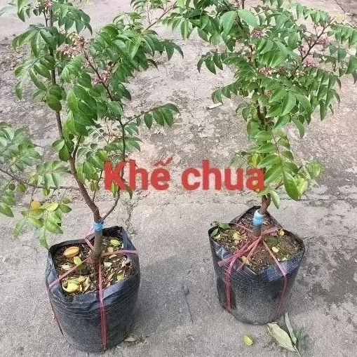 Chậu cây khế chua ( cao 40-50cm)