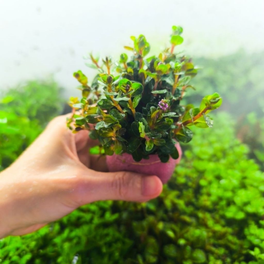 các loại cây cắt cấm trang trí chana,vui lòng chọn đúng dòng cây bên dưới