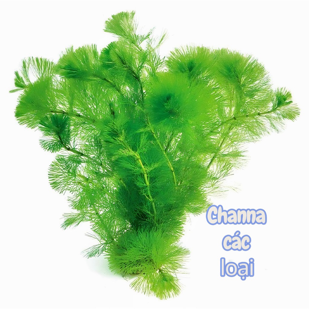 Rong thuỷ sinh trang trí hồ channa nhiều loại (Yls,Red,pulcra,Thđ,blue,Tcns,abi,fa.haka)