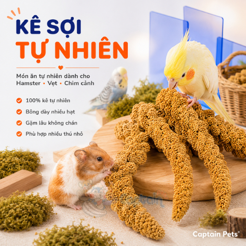 Kê chùm cho Hamster Chim Vẹt