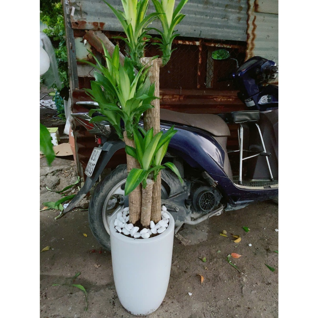 Chậu Cây Thiết Mộc Lan
