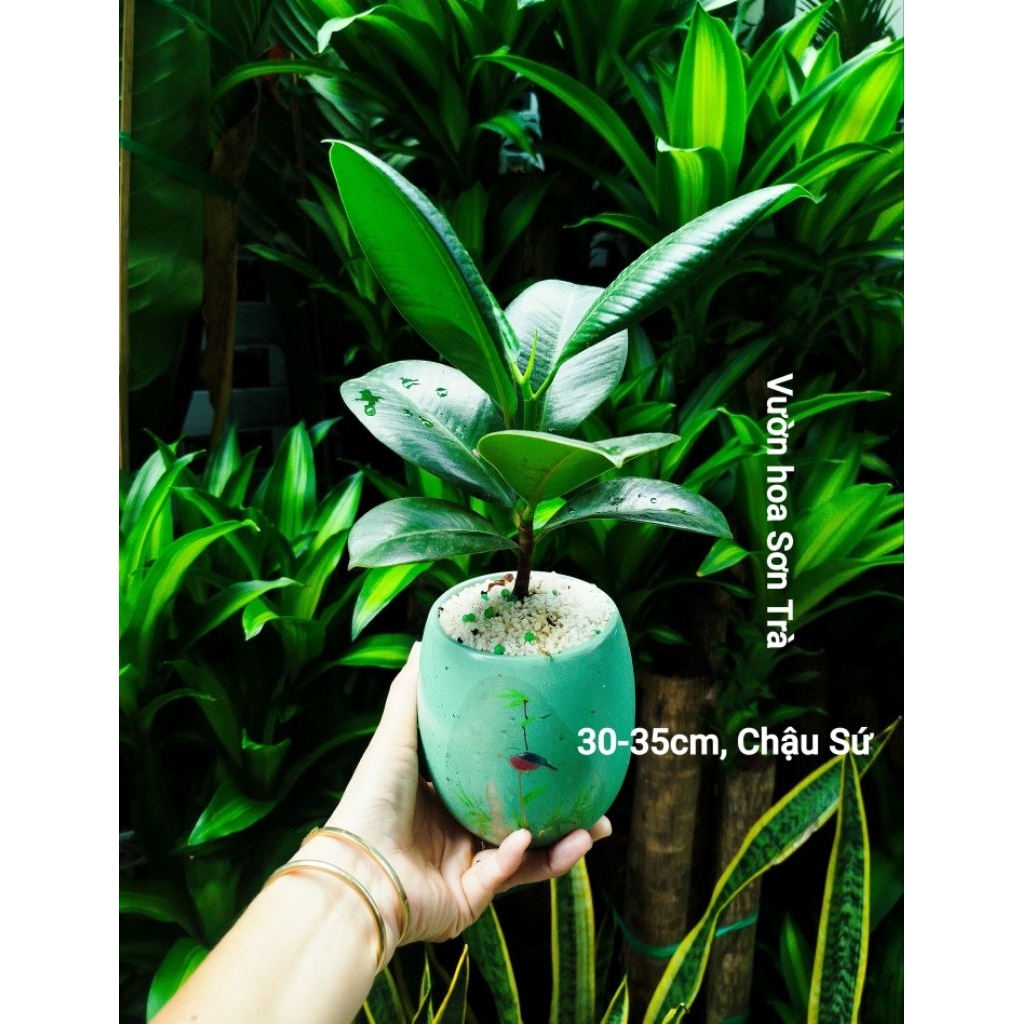 (VHST giao trong ngày) Cây ĐA BÚP ĐỎ chậu để bàn ưa mát.